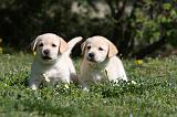 LABRADOR 1057